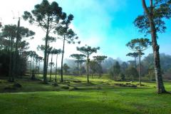 Venda de pinhão está liberada a partir de segunda-feira

