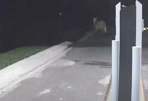 Câmera de segurança flagra lobo-guará no Parque Estadual de Vila Velha