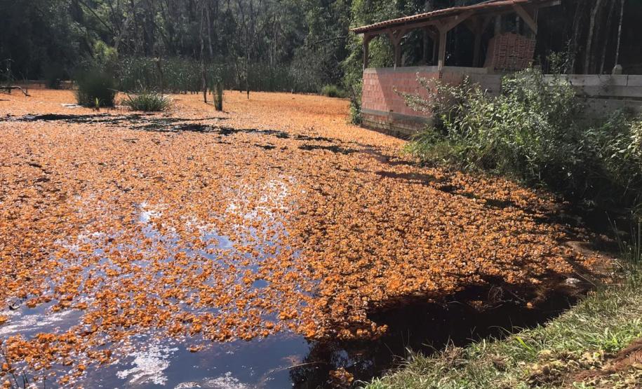 Instituto Água e Terra monitora danos ambientais causado por vazamento de gasolina em São José dos Pinhais