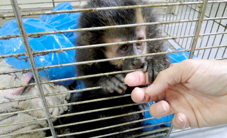 Governo investe R$ 1 milhão na proteção da fauna silvestre