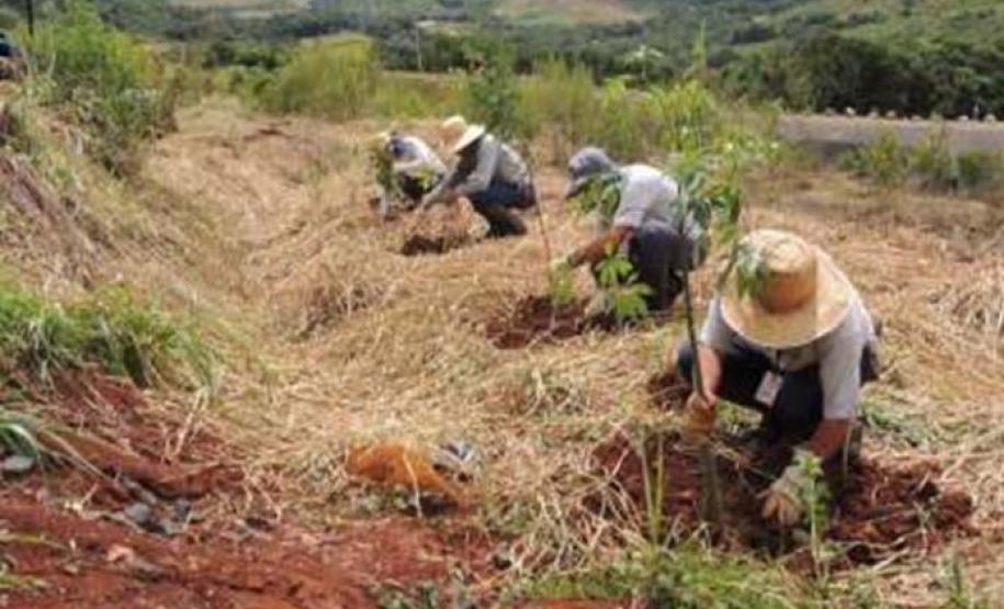 Restauração da área degradada