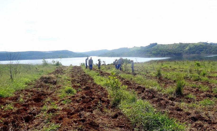 Restauração da área degradada