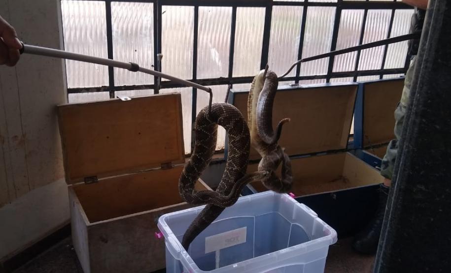 153 cobras peçonhentas são recolhidas de residência em Mandaguari
