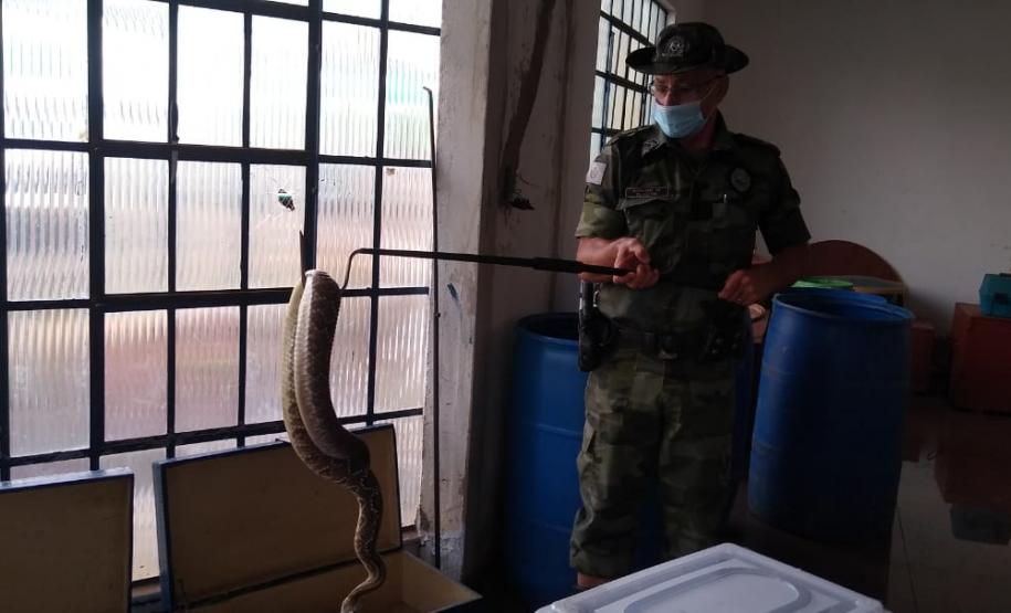153 cobras peçonhentas são recolhidas de residência em Mandaguari