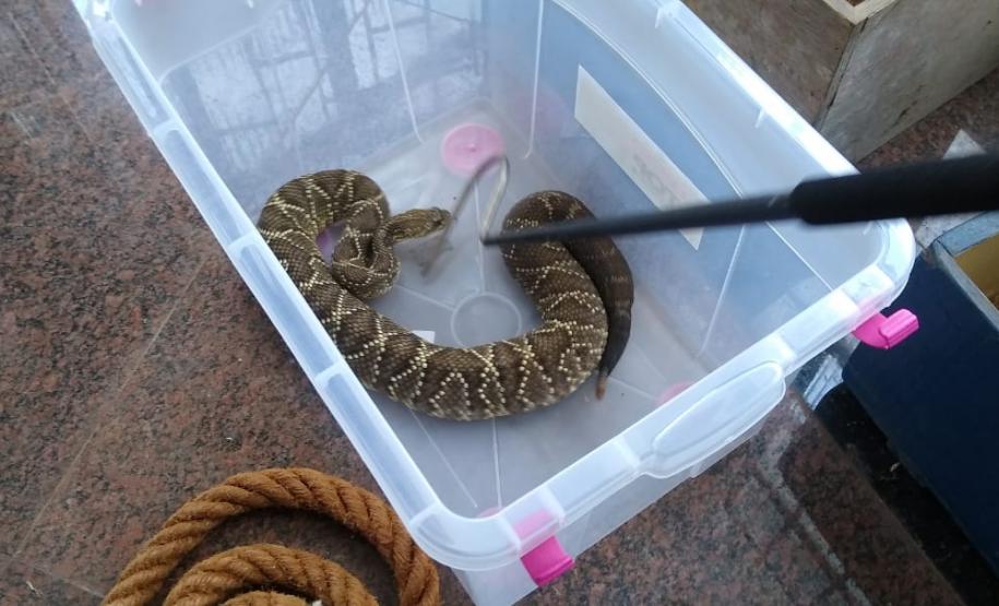 153 cobras peçonhentas são recolhidas de residência em Mandaguari