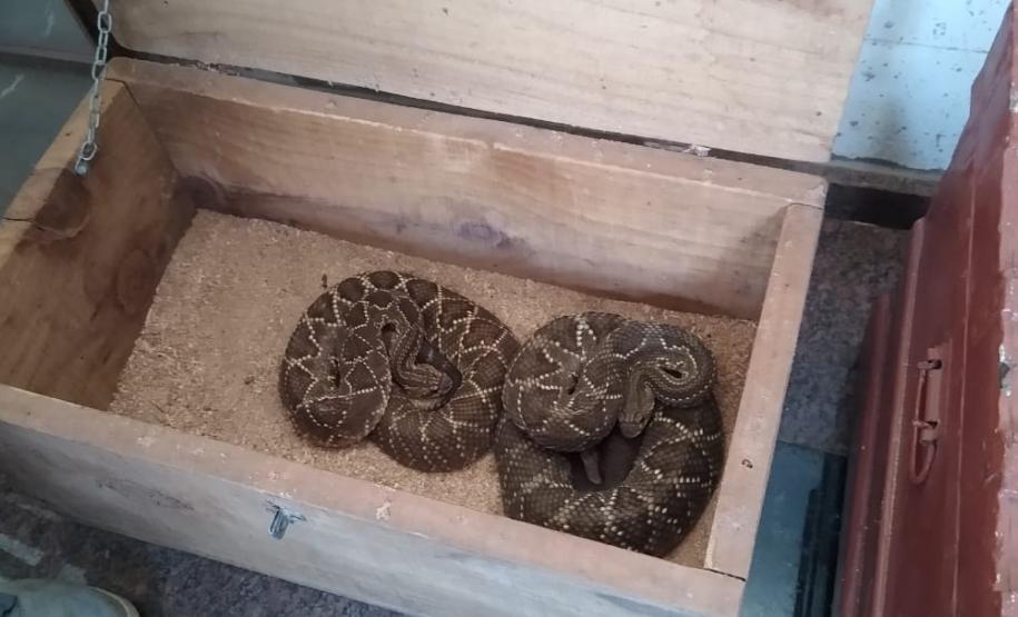 153 cobras peçonhentas são recolhidas de residência em Mandaguari