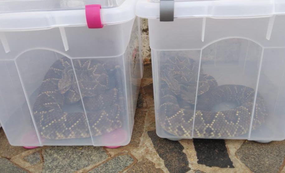 153 cobras peçonhentas são recolhidas de residência em Mandaguari