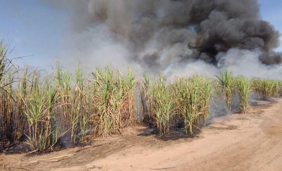 Adiado prazo para suspensão da queima de cana-de-açúcar