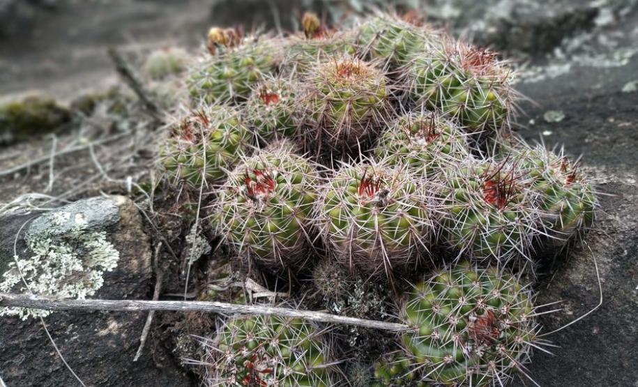 Parque Vila Velha reabre com novas atrações para os visitantes