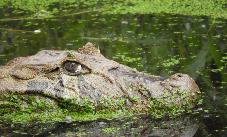 IAT alerta para aparecimento de animais silvestres em áreas urbanas