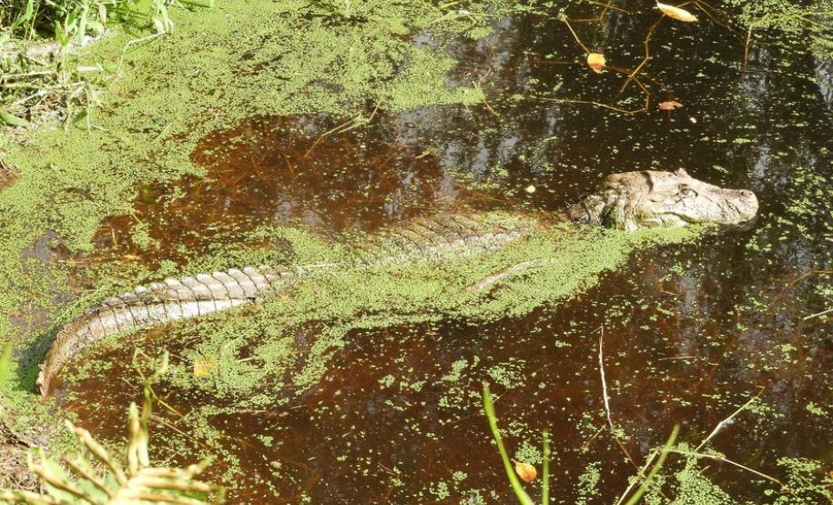 IAT alerta para aparecimento de animais silvestres em áreas urbanas