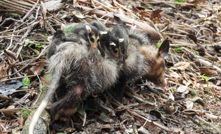IAT alerta para aparecimento de animais silvestres em áreas urbanas