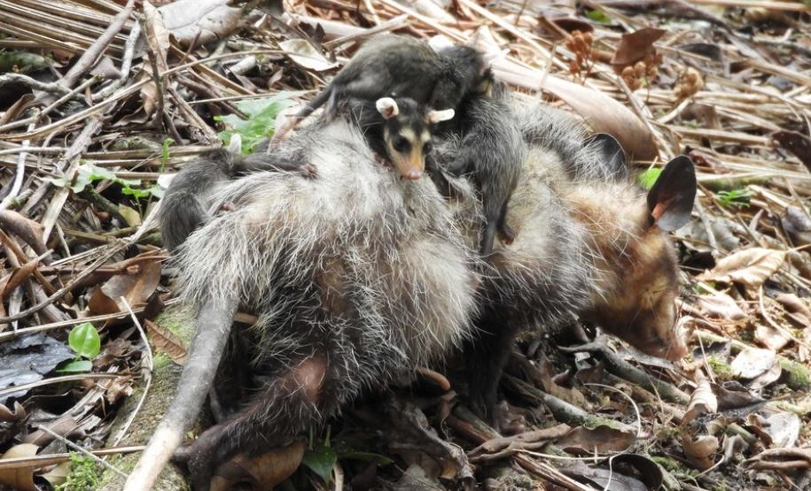 IAT alerta para aparecimento de animais silvestres em áreas urbanas