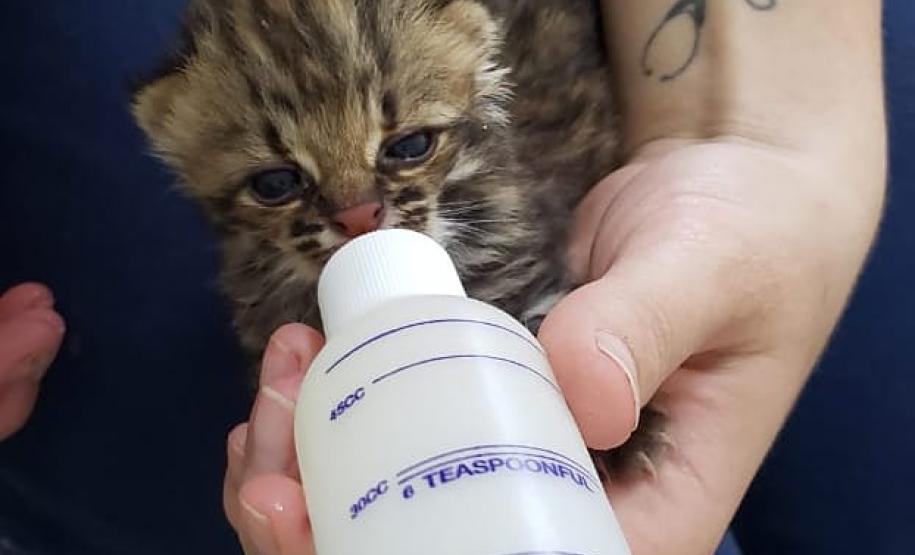 IAT conta com parcerias para atendimento veterinário de animais silvestres