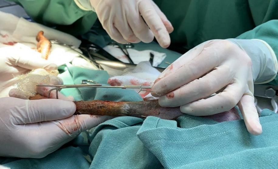 IAT conta com parcerias para atendimento veterinário de animais silvestres