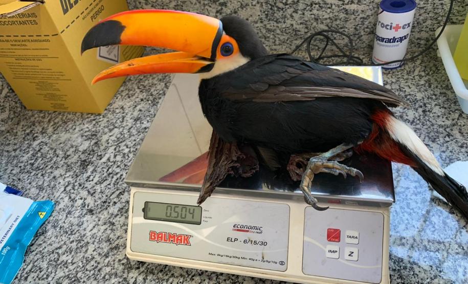 IAT conta com parcerias para atendimento veterinário de animais silvestres