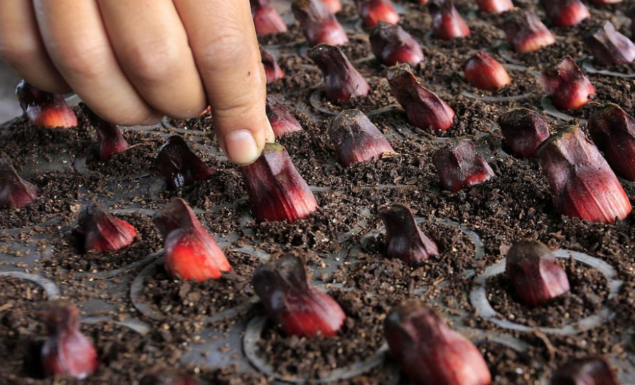 Dia da Árvore terá plantio de 550 mil mudas em todo o Estado