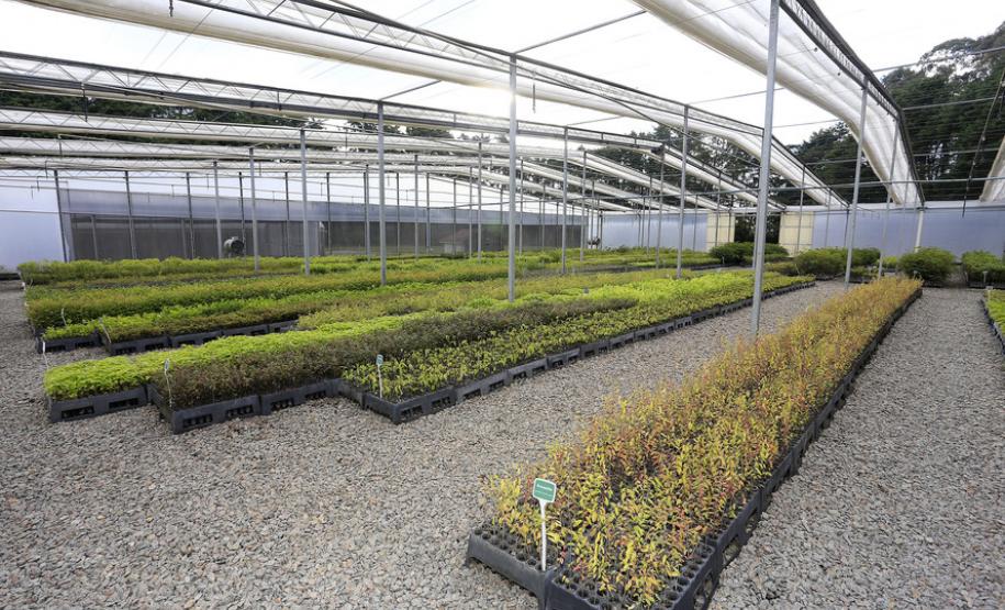 Dia da Árvore terá plantio de 550 mil mudas em todo o Estado