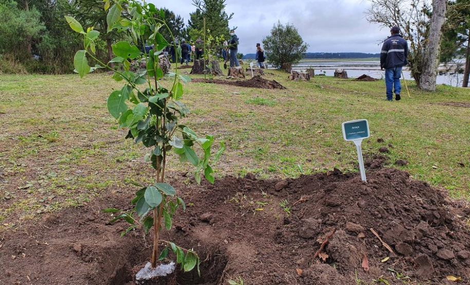Represa do Iraí recebe mudas nativas e simboliza plantio em todo o Estado