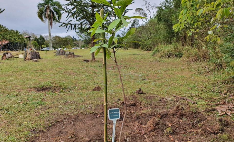 Represa do Iraí recebe mudas nativas e simboliza plantio em todo o Estado