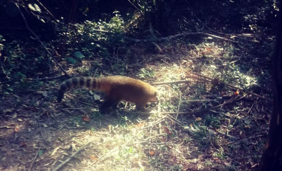 Paraná vai ampliar atendimento à fauna vítima de tráfico e maus-tratos