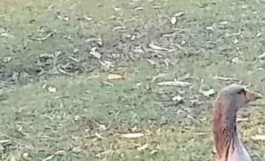 Paraná vai ampliar atendimento à fauna vítima de tráfico e maus-tratos