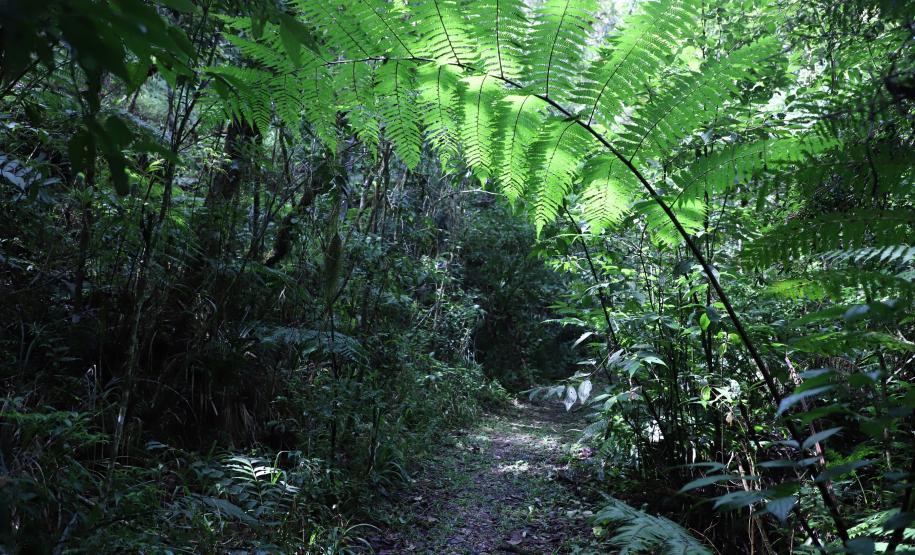 Governo do Paraná destaca papel das RPPNs na conservação da biodiversidade