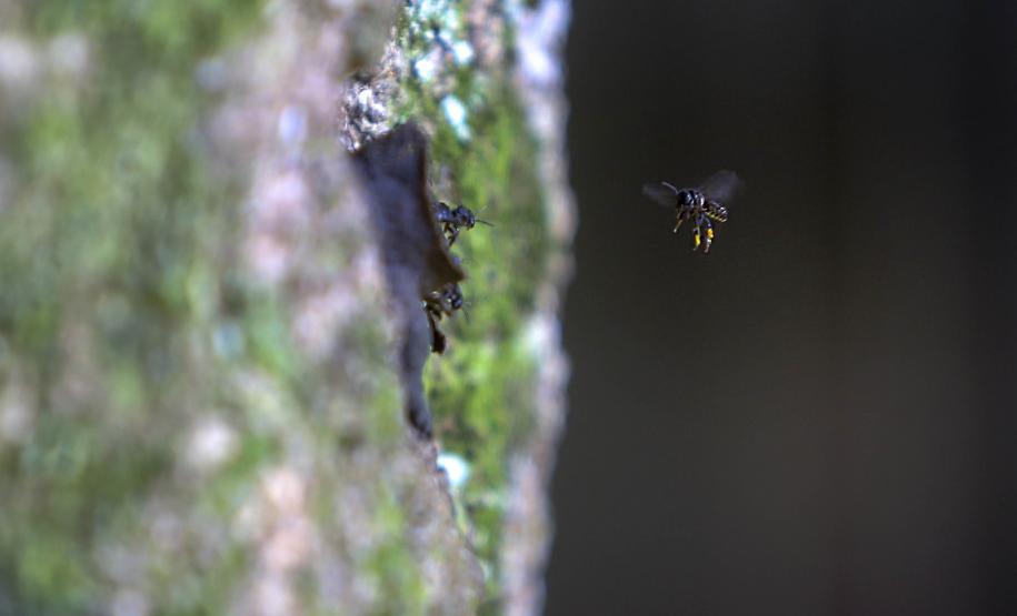 Poliniza Paraná dobra o alcance e chega às Unidades de Conservação do Paraná