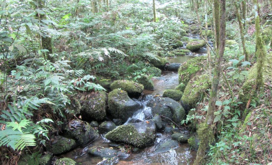 Governo do Paraná destaca papel das RPPNs na conservação da biodiversidade