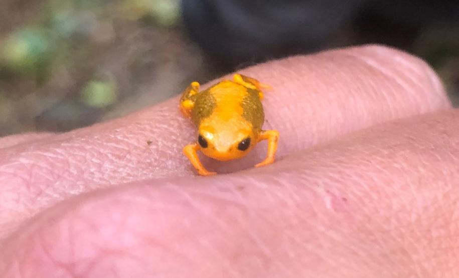 Uma das espécies estudadas dentro das Unidades de Conservação administras pelo IAT foi o sapinho-da-montanha Brachycephalus pernix, espécie endêmica do Morro do Anhangava, em Quatro Barras, na Região Metropolitana de Curitiba