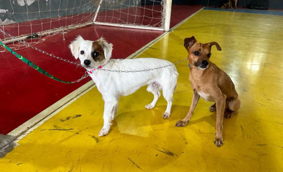 Com previsão de contemplar 30 municípios, CastraPet terá agenda intensa em fevereiro