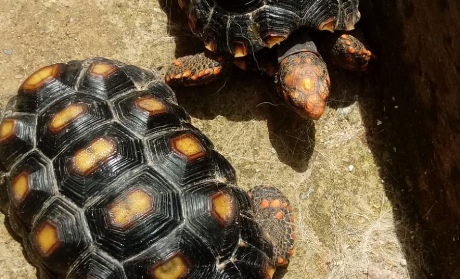 Governo incentiva a guarda responsável de animais silvestres vítimas de maus-tratos.