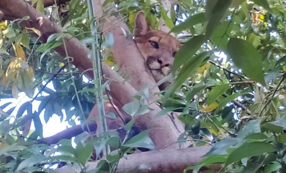 Captura da onça parda mobilizou técnicos do Instituto Água e Terra (IAT), militares do Batalhão de Polícia Ambiental-Força Verde (BPAmb-FV) e um médico veterinário anestesista. Animal é um macho com 36 quilos, jovem e saudável.