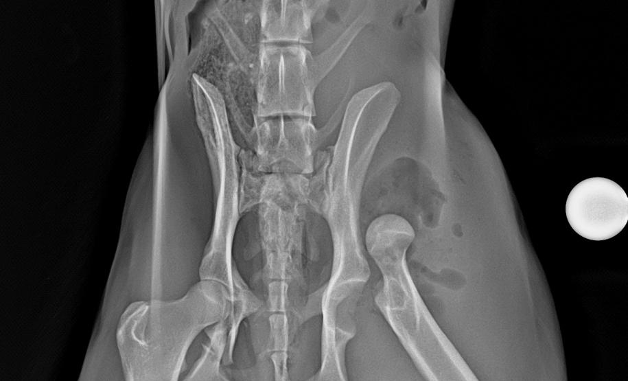 Lobo-guará fraturou o fêmur, passou por cirurgia e está sob cuidados de veterinários do Centro de Triagem e Atendimento de Animais Silvestres (CETAS), em Ponta Grossa.