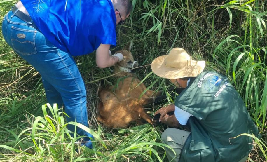 Lobo-guará fraturou o fêmur, passou por cirurgia e está sob cuidados de veterinários do Centro de Triagem e Atendimento de Animais Silvestres (CETAS), em Ponta Grossa.