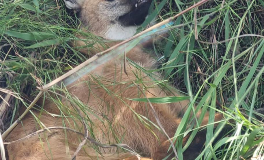 Lobo-guará fraturou o fêmur, passou por cirurgia e está sob cuidados de veterinários do Centro de Triagem e Atendimento de Animais Silvestres (CETAS), em Ponta Grossa.