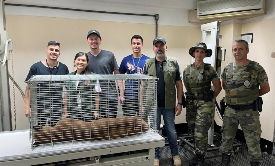 Captura da onça parda mobilizou técnicos do Instituto Água e Terra (IAT), militares do Batalhão de Polícia Ambiental-Força Verde (BPAmb-FV) e um médico veterinário anestesista. Animal é um macho com 36 quilos, jovem e saudável.