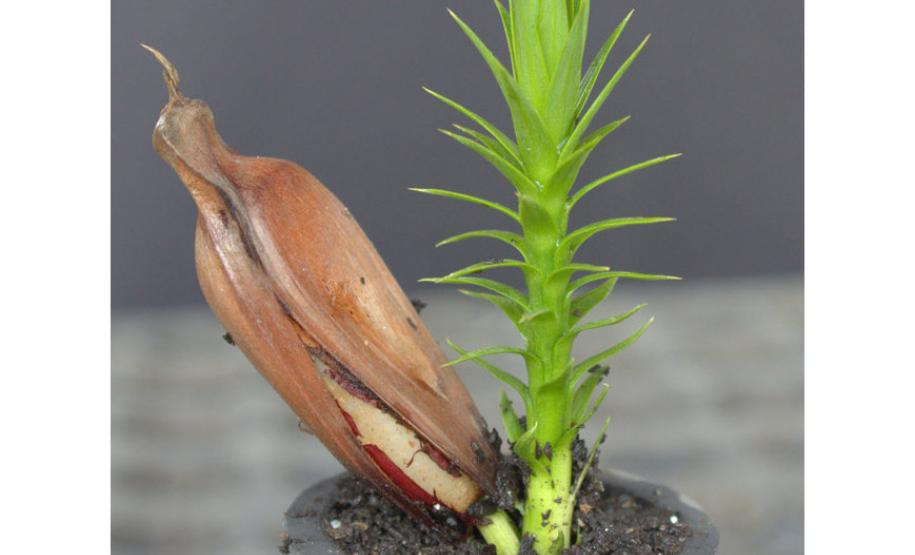 A colheita, venda, transporte e armazenamento do pinhão estão liberados no Paraná a partir deste sábado, 1º de abril. IAT alerta para a necessidade de semente da Araucária estar madura para ser comercializada