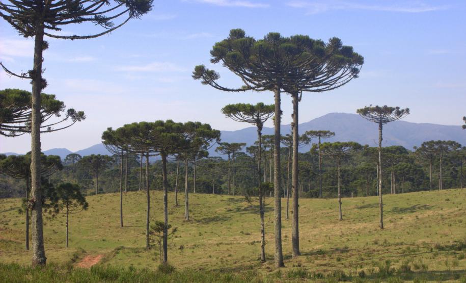A colheita, venda, transporte e armazenamento do pinhão estão liberados no Paraná a partir deste sábado, 1º de abril. IAT alerta para a necessidade de semente da Araucária estar madura para ser comercializada