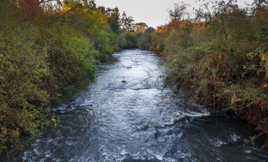 Dia da Água: IAT vai plantar 18 mil mudas de espécies nativas em nascentes de rios do Paraná