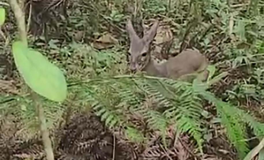 Veado, cachorro-do-mato e pássaros trinca-ferro retornam à natureza com suporte do IAT.