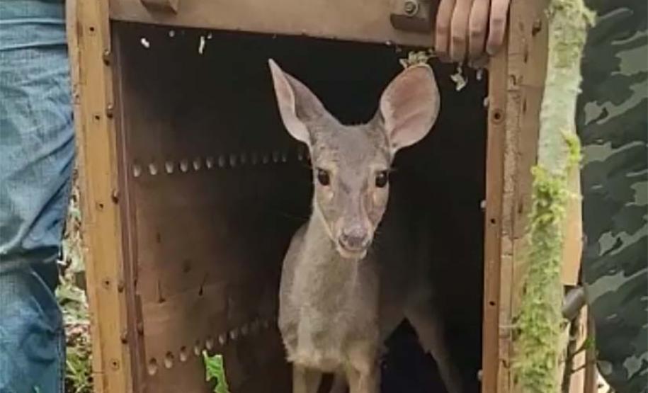 Veado, cachorro-do-mato e pássaros trinca-ferro retornam à natureza com suporte do IAT.
