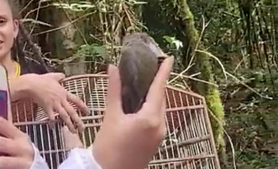 Veado, cachorro-do-mato e pássaros trinca-ferro retornam à natureza com suporte do IAT.