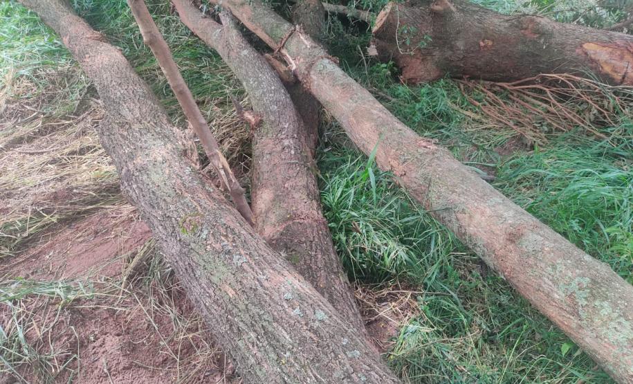 Fiscais do IAT localizaram um terreno na zona rural de Tapira e constataram a supressão de aproximadamente 60 árvores de Ipê Roxo. Como não havia autorização para o corte, a madeira foi retida, a área embargada e o proprietário multado