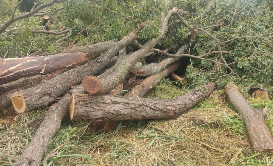 Fiscais do IAT localizaram um terreno na zona rural de Tapira e constataram a supressão de aproximadamente 60 árvores de Ipê Roxo. Como não havia autorização para o corte, a madeira foi retida, a área embargada e o proprietário multado