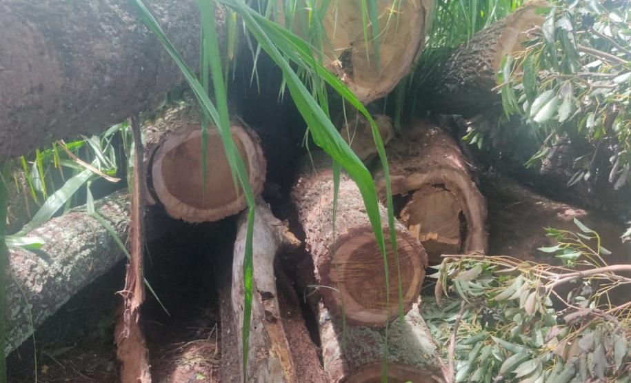 Fiscais do IAT localizaram um terreno na zona rural de Tapira e constataram a supressão de aproximadamente 60 árvores de Ipê Roxo. Como não havia autorização para o corte, a madeira foi retida, a área embargada e o proprietário multado