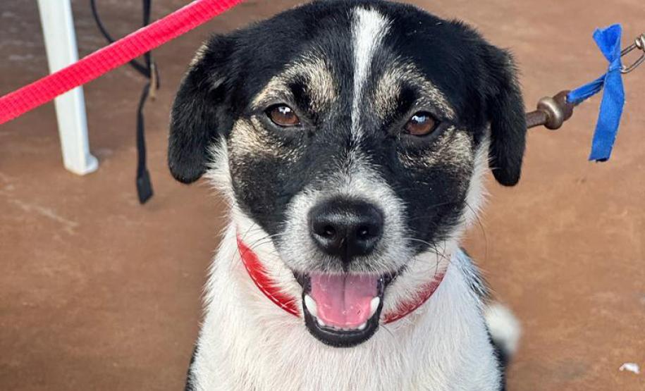 CastraPet Paraná em São Carlos de Ivaí