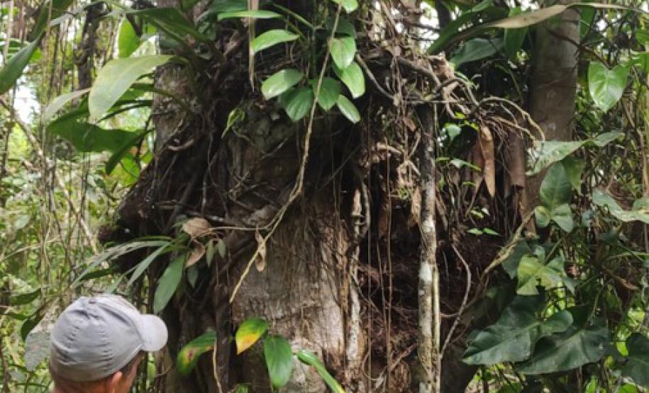 O Manejo da Caxeta vai permitir que mestres fandangueiros possam continuar a fazer os instrumentos que animam as festas locais, típicas do Litoral do Paraná