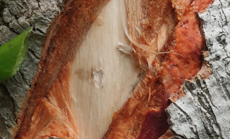 O Manejo da Caxeta vai permitir que mestres fandangueiros possam continuar a fazer os instrumentos que animam as festas locais, típicas do Litoral do Paraná