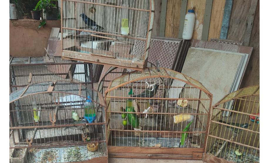 Setor de fiscalização do Instituto Água e Terra (IAT) resgatou seis aves silvestres de um criador clandestino em Perobal, no Noroeste do Paraná